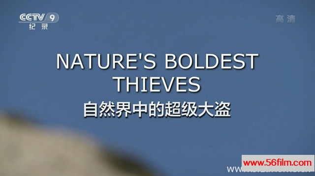 [中国][纪录][央视纪录片][自然界里的超级大盗 Nature`s boldest thieves][国语中字][1080P高清]