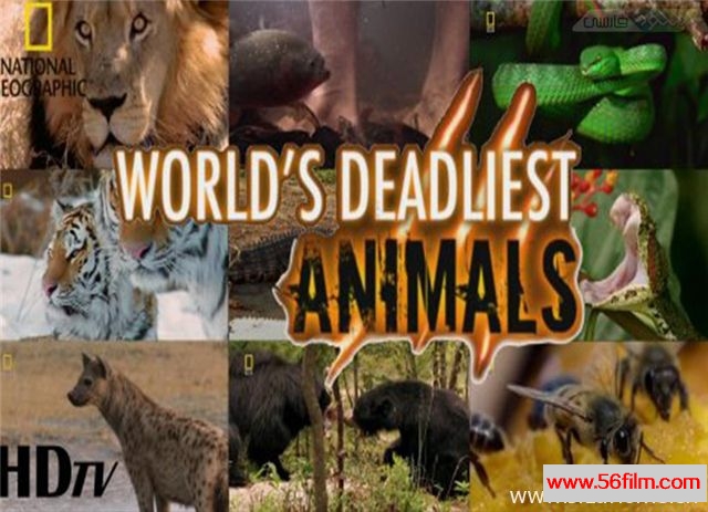 [美国][纪录][国家地理纪录片][致命的动物 Deadly Animals][全8集][英语中字 ][MKV/720P][高清纪录片][