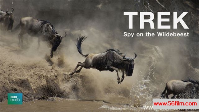 [英国][纪录][BBC纪录片][大迁徙:角马群里的间谍 Trek Spy On The Wildebeest][英语中字][4.05G/AVI/720P]