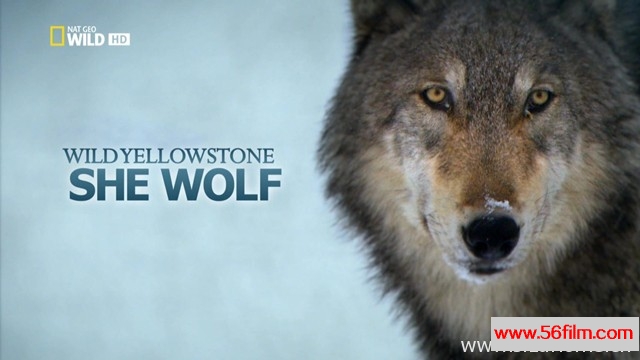 [美国][纪录]国家地理][黄石公园的母狼王 Wild Yellowstone She Wolf][英语中字][TS/1080P]