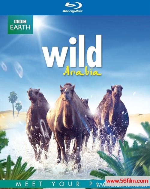 [英国][纪录][BBC纪录片][狂野阿拉伯 Wild Arabia[]英语中字][9.78G/TS/1080P]