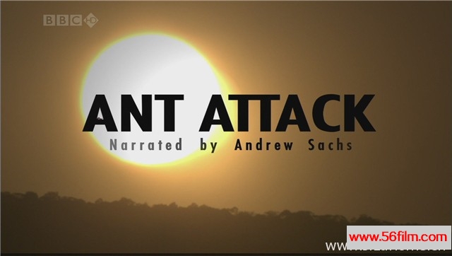 [英国][纪录][BBC纪录片][自然世界：蚂蚁攻击 Natural World Ant Attack][英语中字][1.29G/MKV/720P]