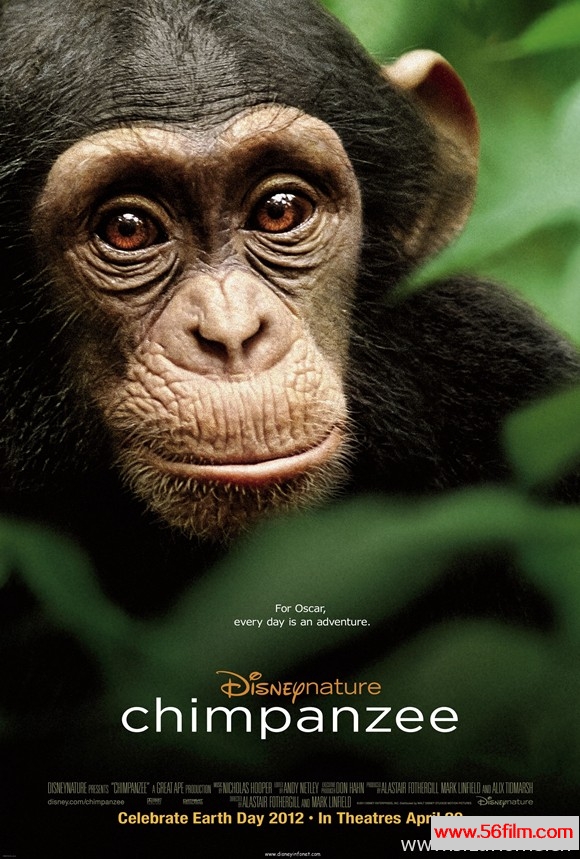 [美国][纪录][迪斯尼][黑猩猩 Chimpanzee][英语中字][MKV/720P]