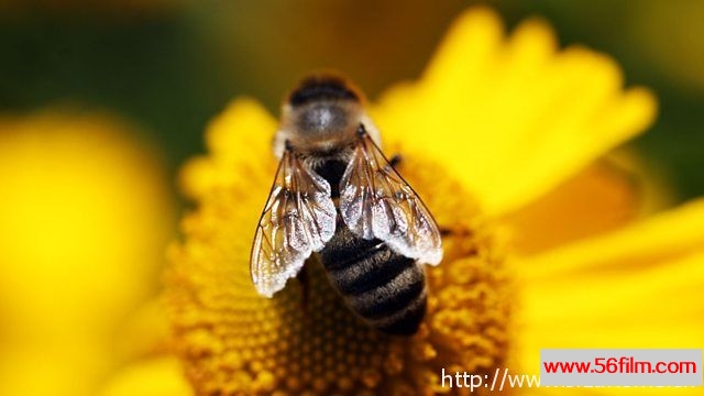 [英国][纪录][BBC纪录片][蜜蜂蝴蝶与花 Bees Butterflies and Blooms][英语中字][MKV/720P]